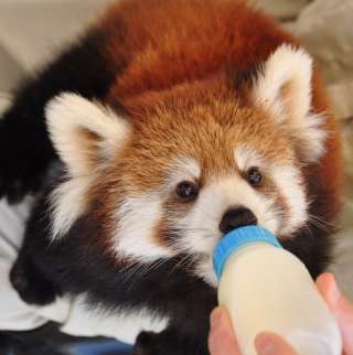 いろんな動物の赤ちゃんがみたい