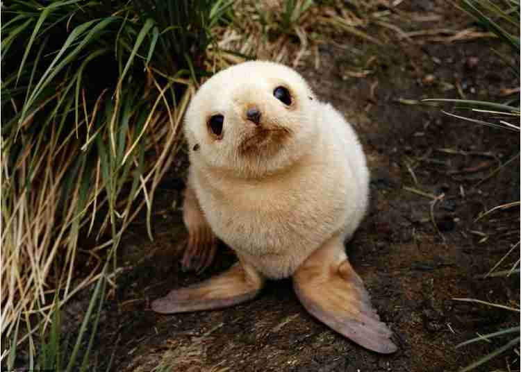 いろんな動物の赤ちゃんがみたい