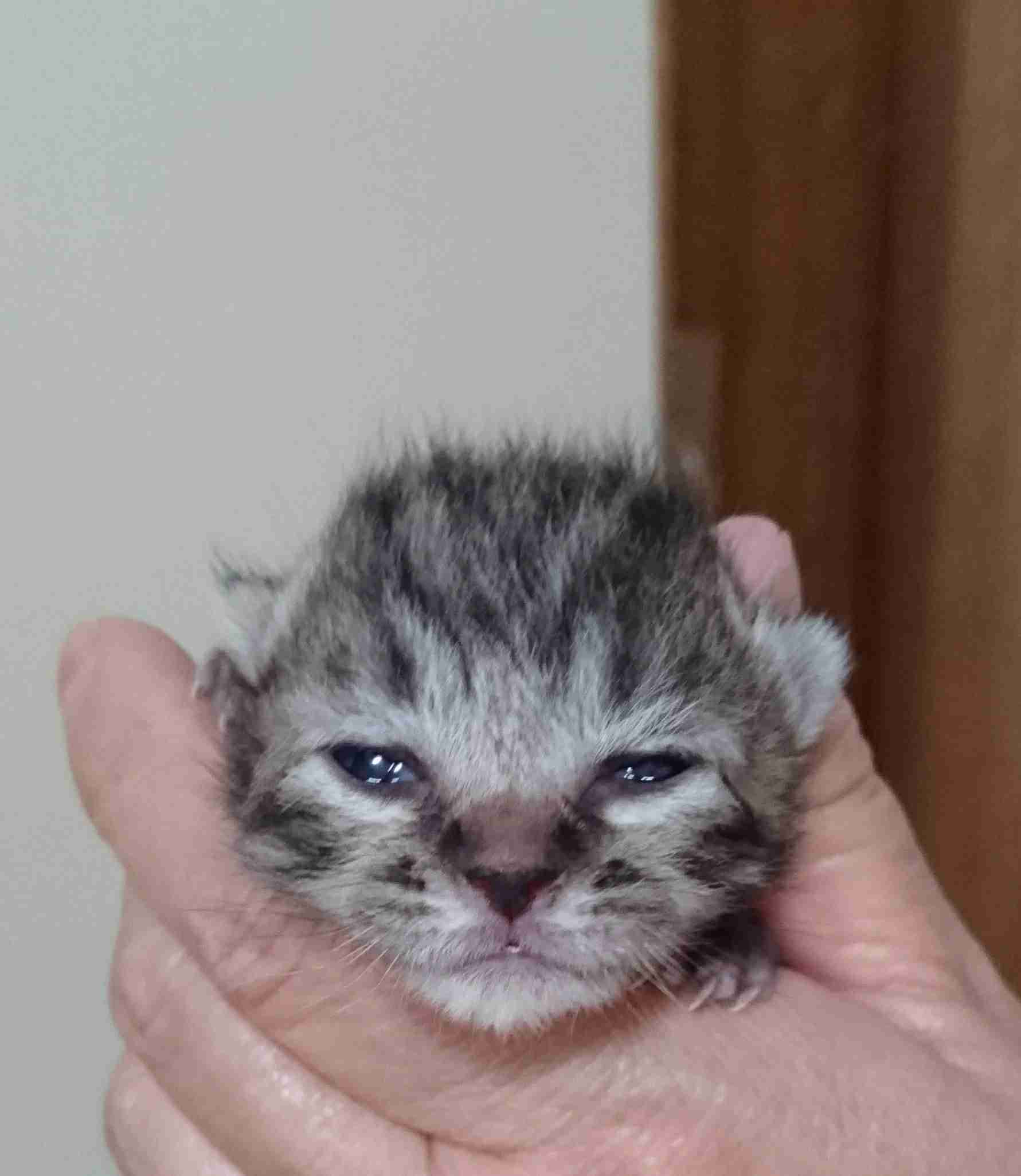 いろんな動物の赤ちゃんがみたい