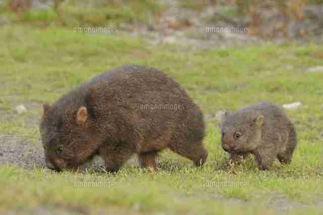 いろんな動物の赤ちゃんがみたい