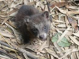 いろんな動物の赤ちゃんがみたい