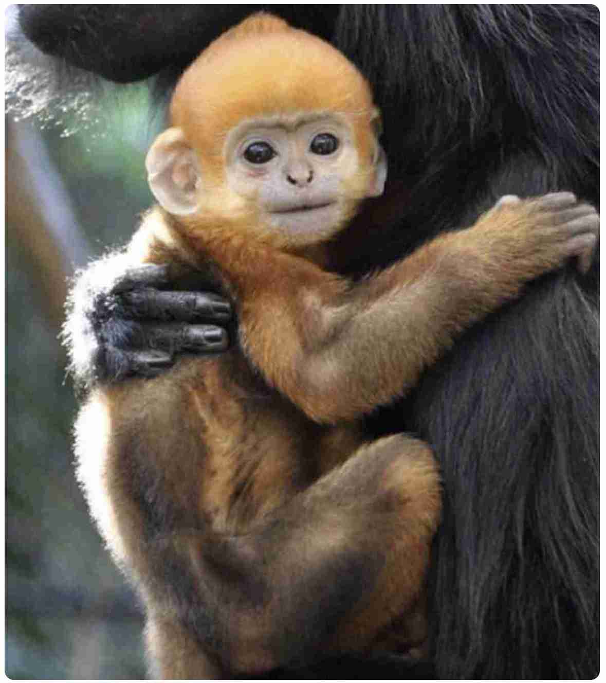 いろんな動物の赤ちゃんがみたい