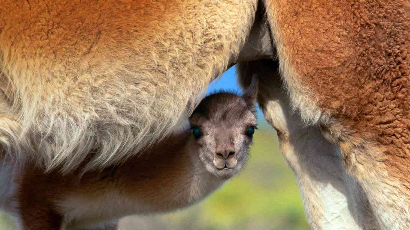 いろんな動物の赤ちゃんがみたい