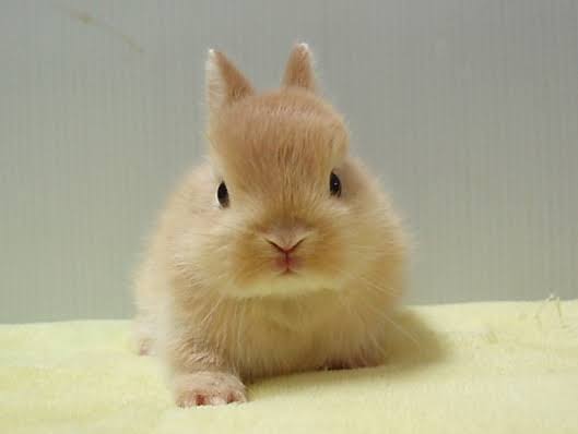 いろんな動物の赤ちゃんがみたい