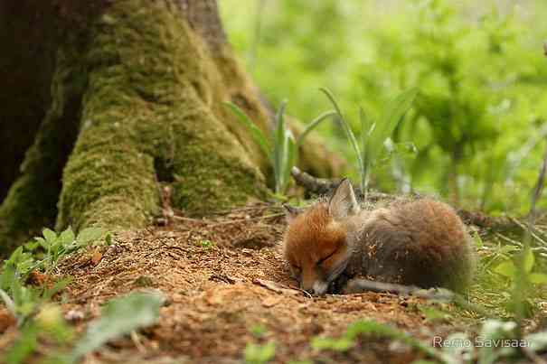 いろんな動物の赤ちゃんがみたい