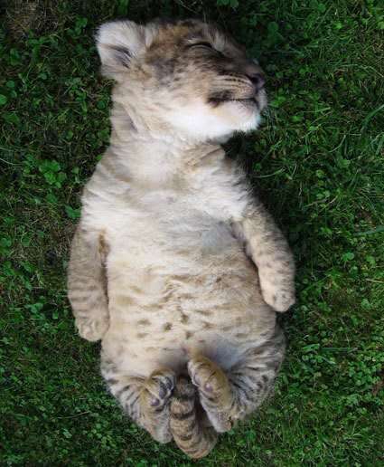 いろんな動物の赤ちゃんがみたい