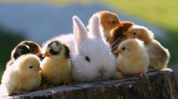 いろんな動物の赤ちゃんがみたい