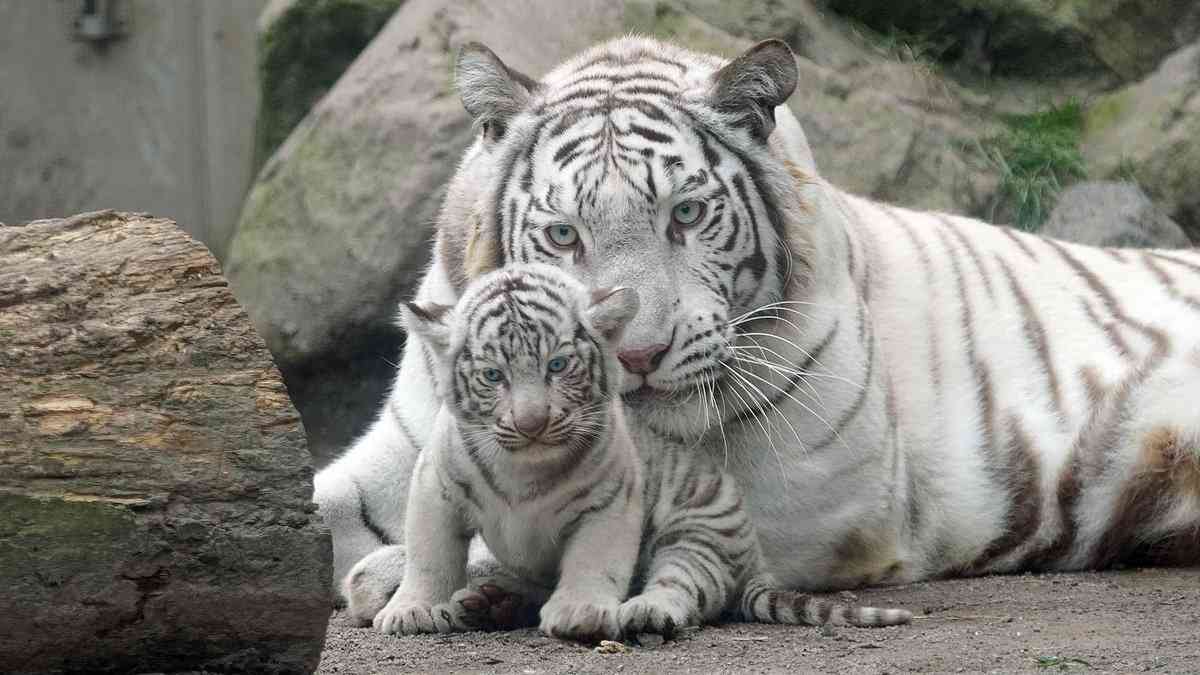 いろんな動物の赤ちゃんがみたい