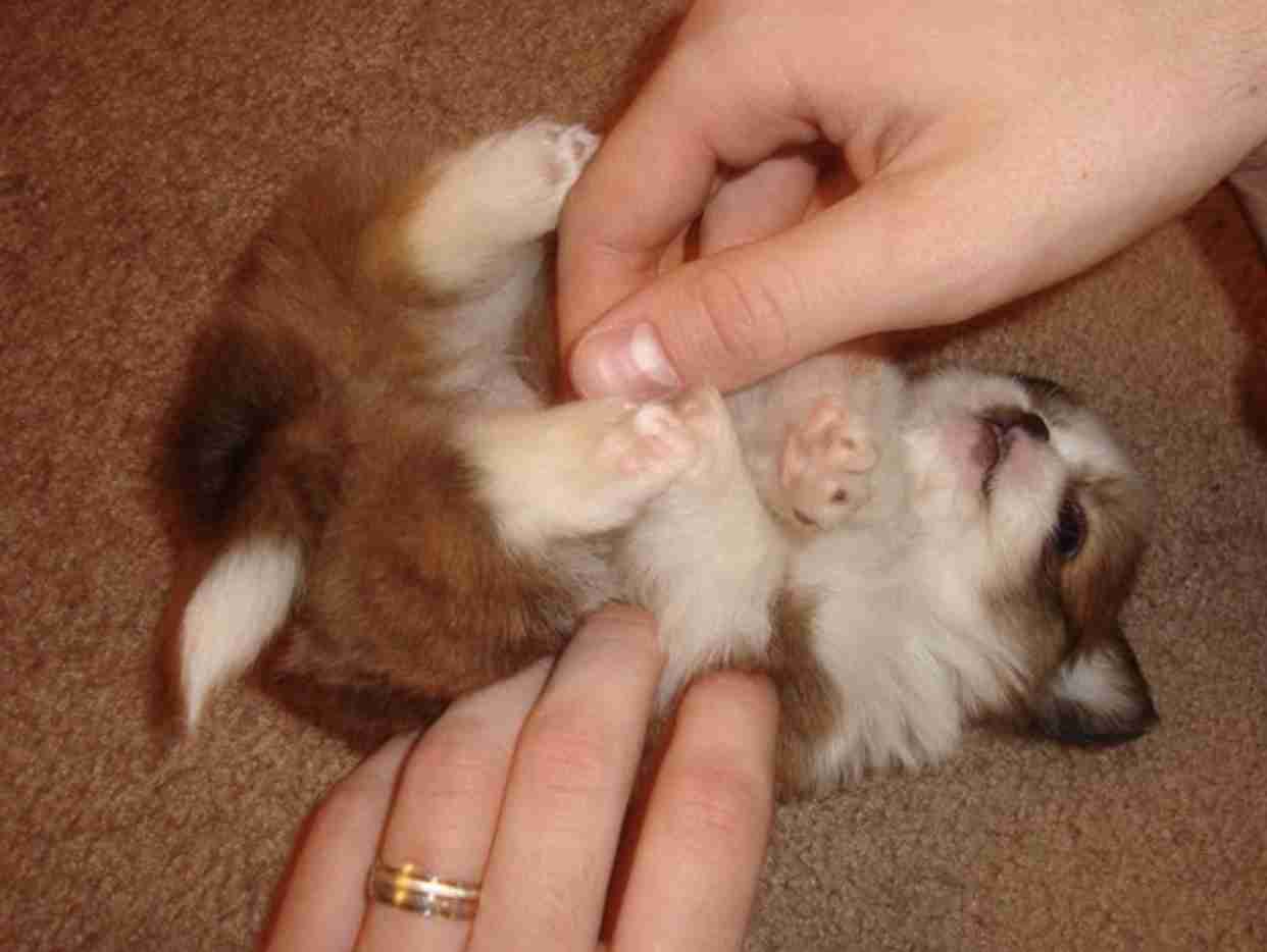 いろんな動物の赤ちゃんがみたい