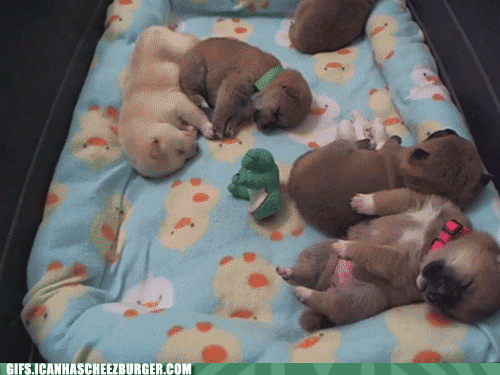 いろんな動物の赤ちゃんがみたい