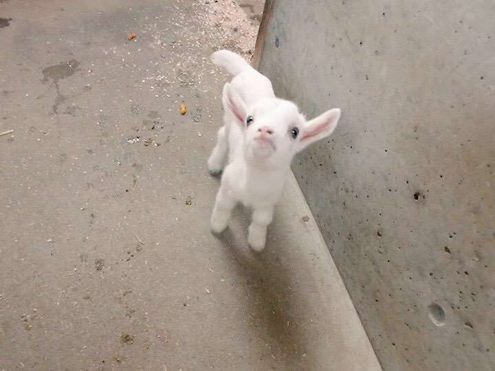 いろんな動物の赤ちゃんがみたい