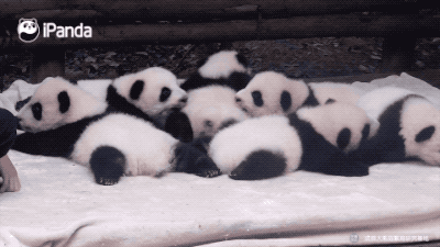 いろんな動物の赤ちゃんがみたい