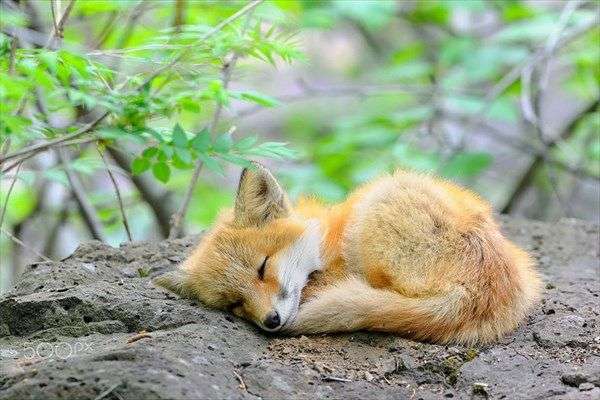 いろんな動物の赤ちゃんがみたい