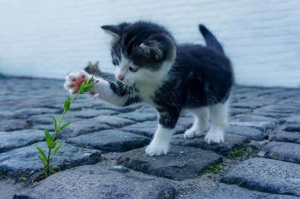 いろんな動物の赤ちゃんがみたい