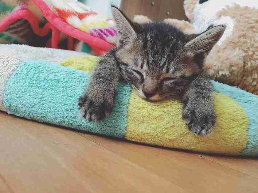 いろんな動物の赤ちゃんがみたい