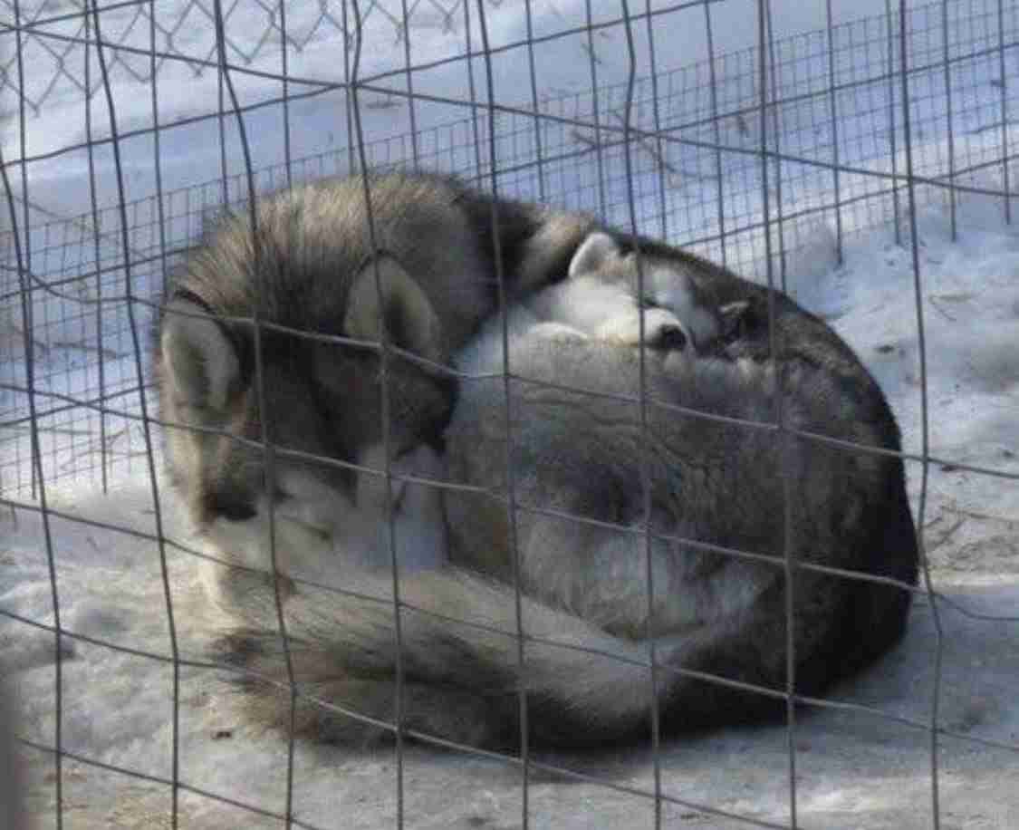 いろんな動物の赤ちゃんがみたい