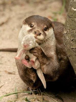 いろんな動物の赤ちゃんがみたい