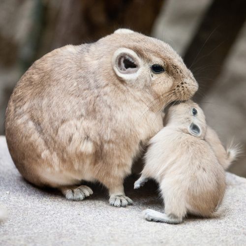 いろんな動物の赤ちゃんがみたい