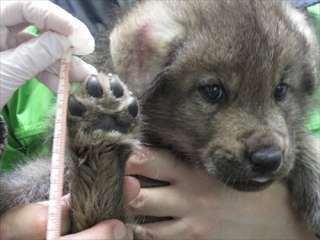 いろんな動物の赤ちゃんがみたい