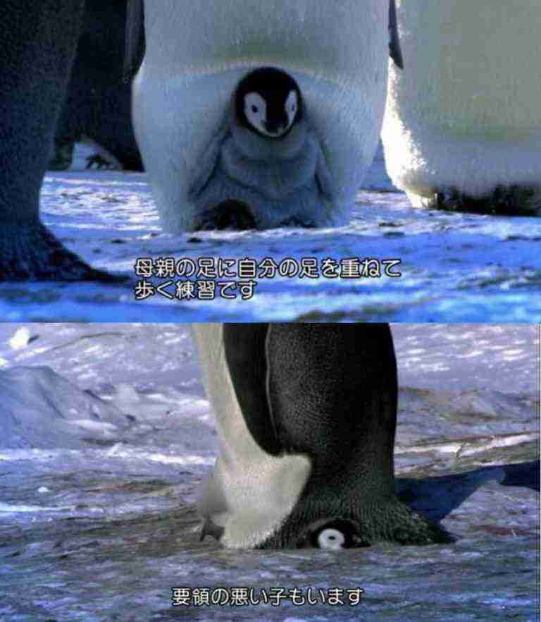 いろんな動物の赤ちゃんがみたい