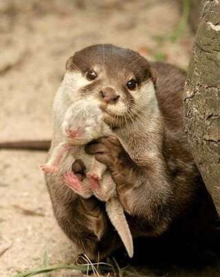 いろんな動物の赤ちゃんがみたい