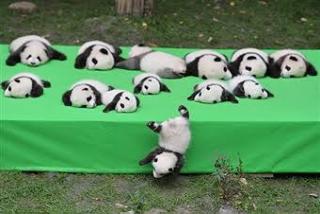 いろんな動物の赤ちゃんがみたい