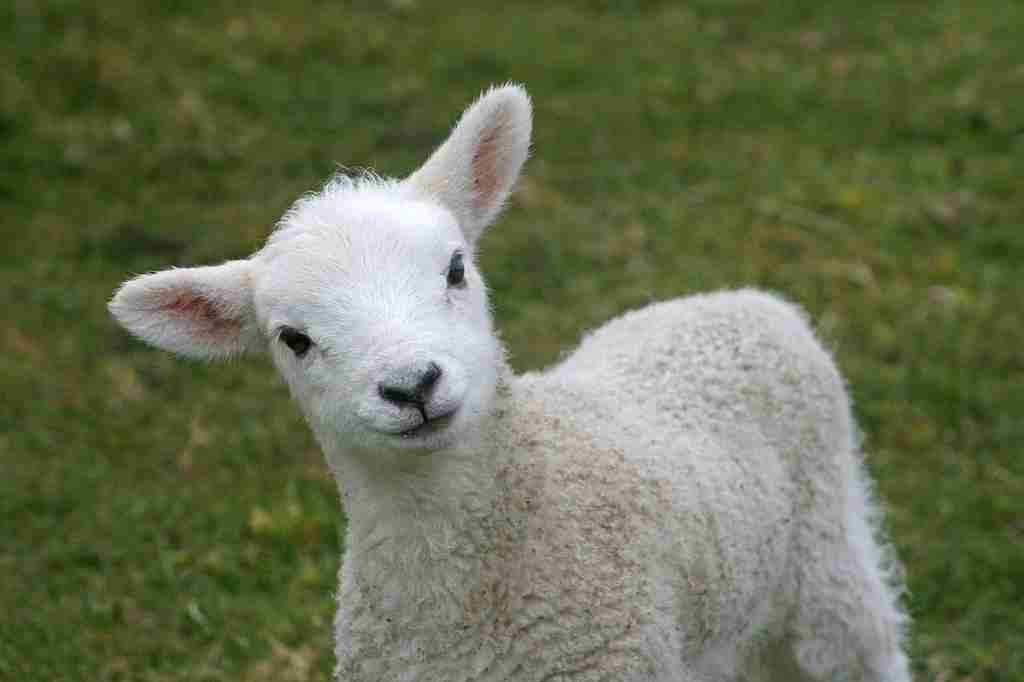 いろんな動物の赤ちゃんがみたい