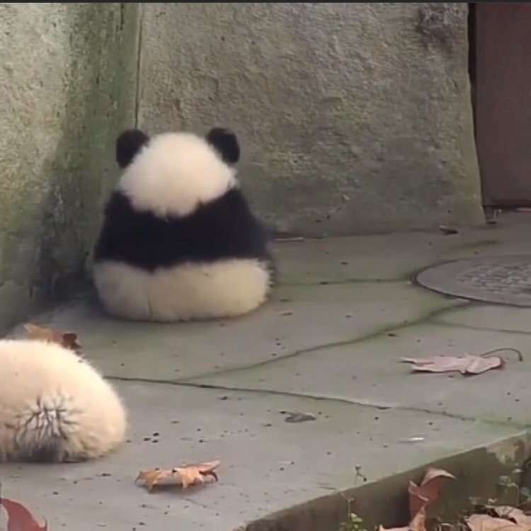 いろんな動物の赤ちゃんがみたい