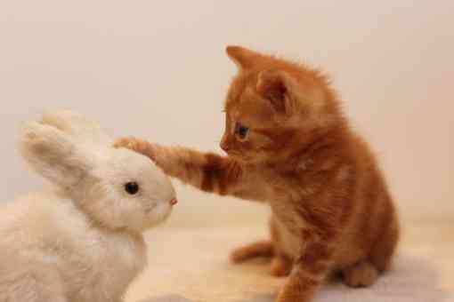 いろんな動物の赤ちゃんがみたい