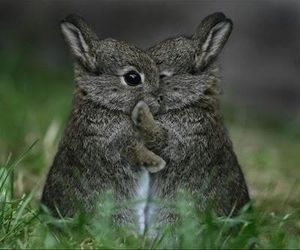 いろんな動物の赤ちゃんがみたい