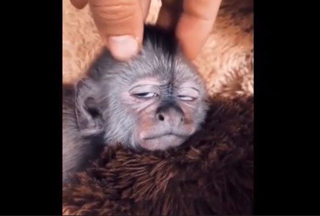 いろんな動物の赤ちゃんがみたい