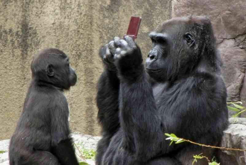 いろんな動物の赤ちゃんがみたい