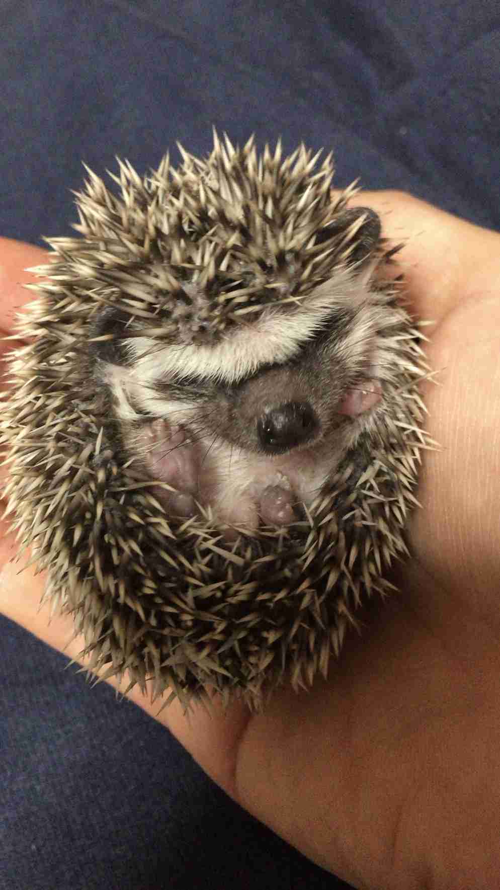 いろんな動物の赤ちゃんがみたい