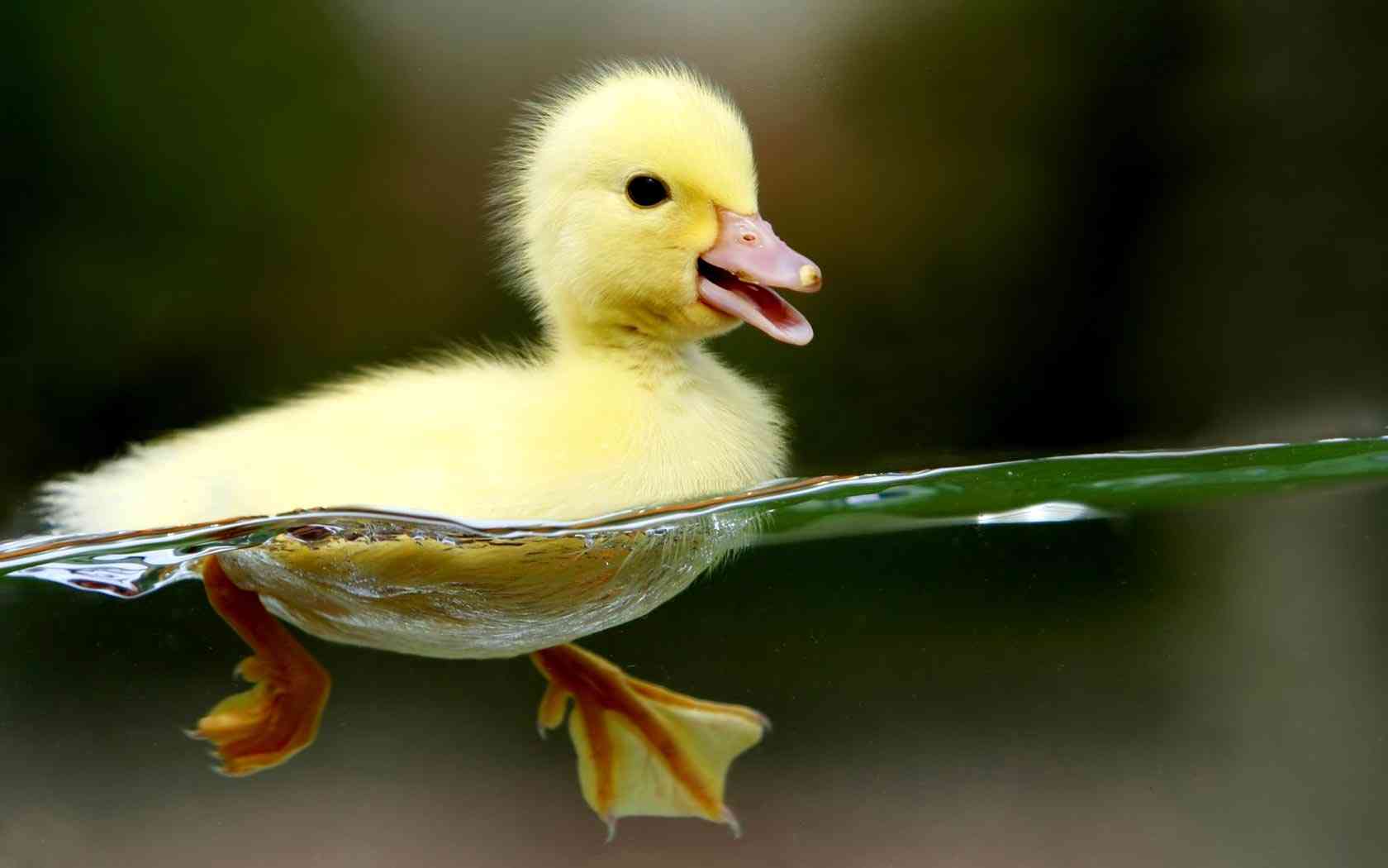 いろんな動物の赤ちゃんがみたい