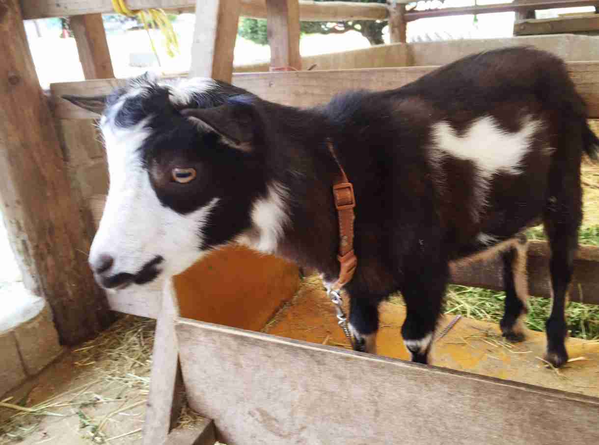 いろんな動物の赤ちゃんがみたい