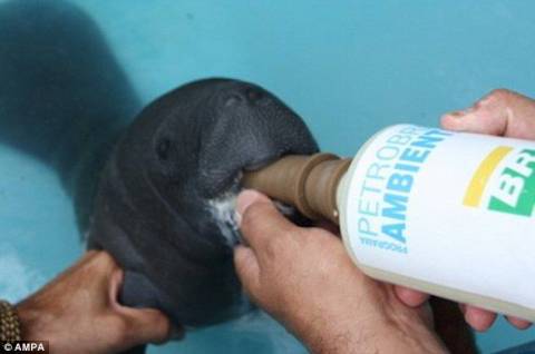 いろんな動物の赤ちゃんがみたい