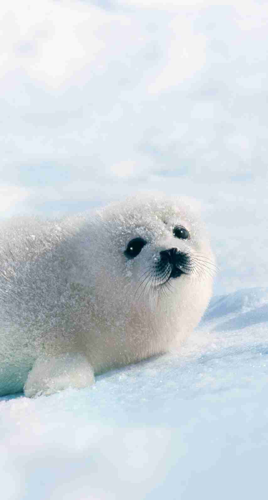 いろんな動物の赤ちゃんがみたい