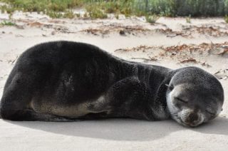 いろんな動物の赤ちゃんがみたい