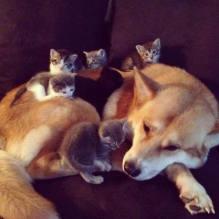 いろんな動物の赤ちゃんがみたい