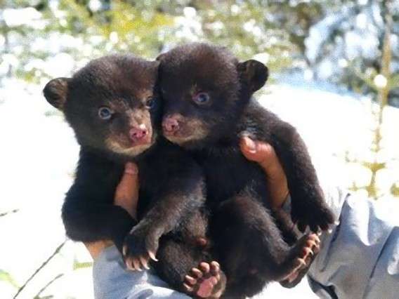 いろんな動物の赤ちゃんがみたい