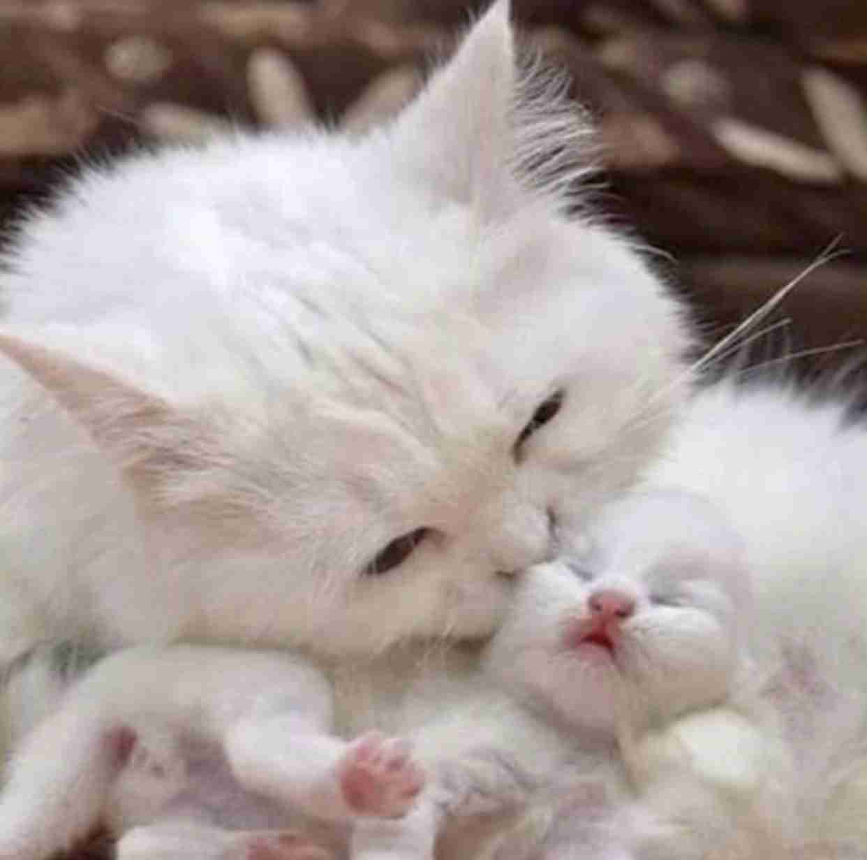 いろんな動物の赤ちゃんがみたい