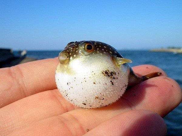 いろんな動物の赤ちゃんがみたい