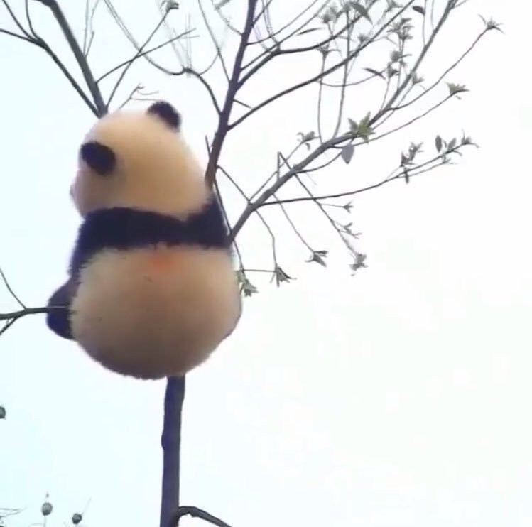 いろんな動物の赤ちゃんがみたい