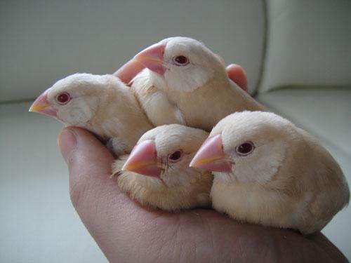 いろんな動物の赤ちゃんがみたい