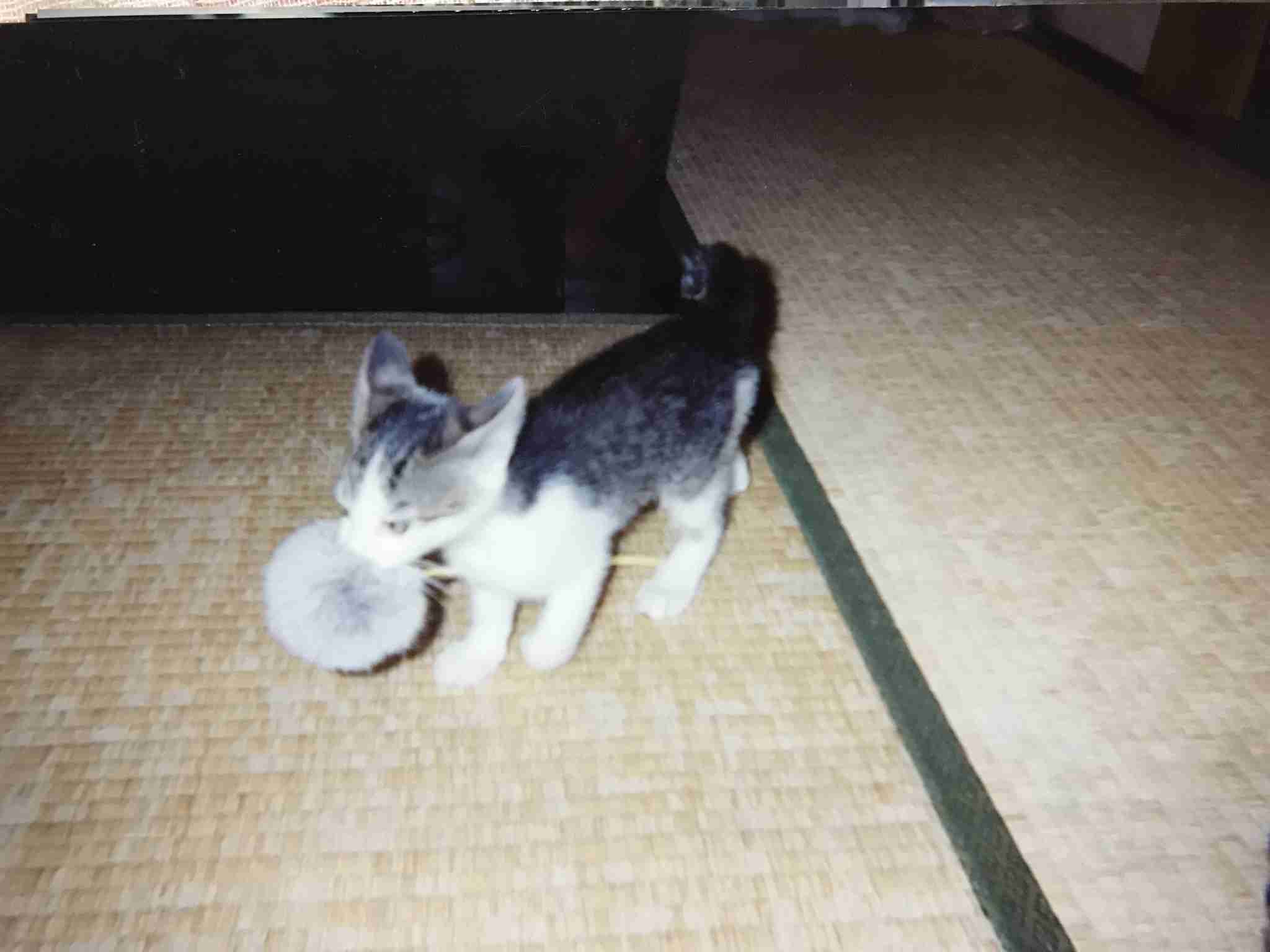 いろんな動物の赤ちゃんがみたい