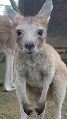 いろんな動物の赤ちゃんがみたい
