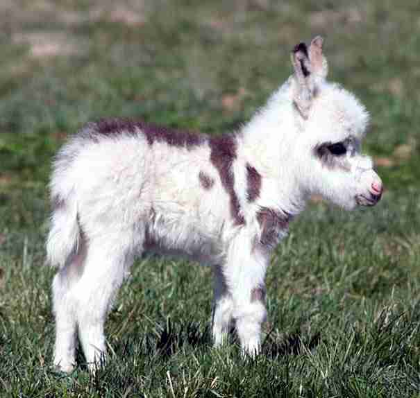 いろんな動物の赤ちゃんがみたい
