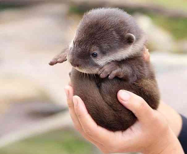 いろんな動物の赤ちゃんがみたい