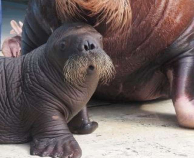 いろんな動物の赤ちゃんがみたい
