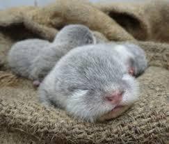 いろんな動物の赤ちゃんがみたい